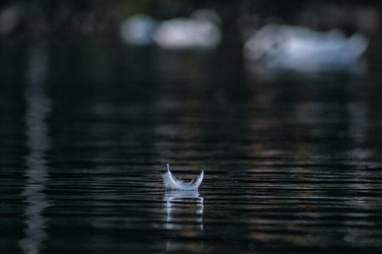 Vogelfeder auf Wasser