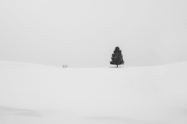 Ein Baum auf einem schneebedeckten Feld.